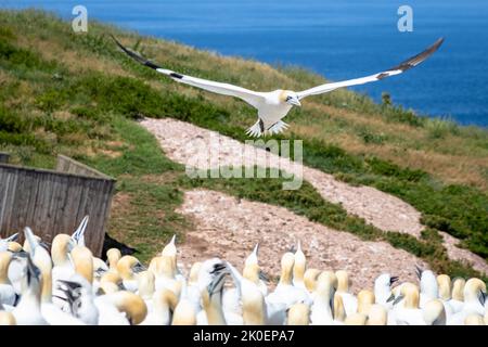 Gannet settentrionale (Morus fagianus) in volo, le ali si spalancano. Pronto a atterrare tra la colonia. Bonaventure Island, Perce, Gaspe Peninsula, Quebec Foto Stock