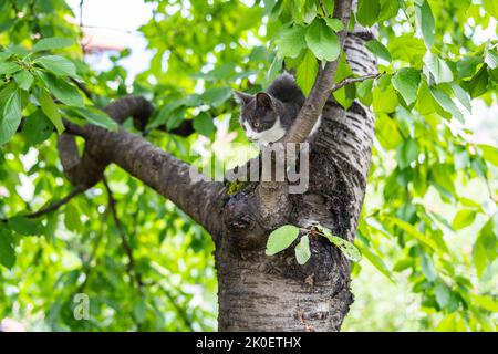 Un piccolo gatto grigio che sale e cammina sui rami dell'albero Foto Stock