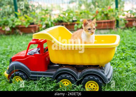 Un piccolo gatto zenzero sta giocando in un rimorchio giocattolo per bambini Foto Stock