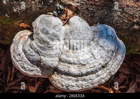 poliporo che cresce su albero Foto Stock