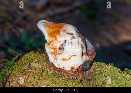 Poliporo che cresce su un albero Foto Stock