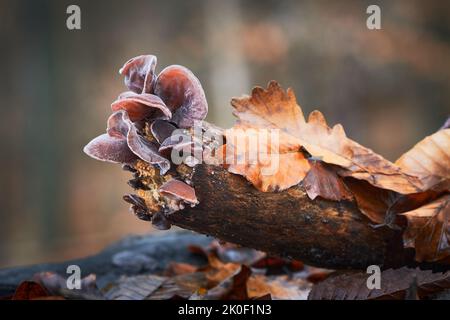 Auricularia auricula-judae - funghi commestibili e sani noti come Ebrei orecchio, orecchio di legno o orecchio di gelatina. Slovacchia. Foto Stock