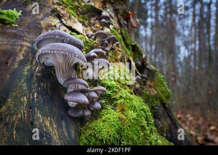 Funghi commestibili di ottimo gusto, Pleurotus ostreatus gruppo di funghi che crescono sul tronco morto di un albero. Foto Stock