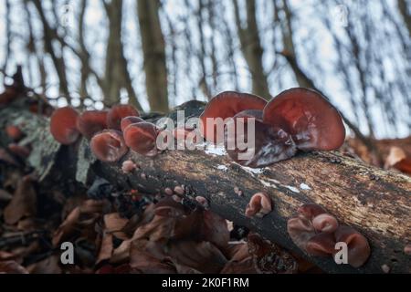 Auricularia auricula-judae - funghi commestibili e sani noti come Ebrei orecchio, orecchio di legno o orecchio di gelatina. Slovacchia. Foto Stock