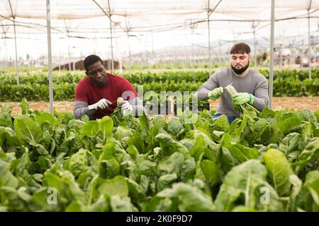 Operai che tagliano bietole verdi su campo agricolo Foto Stock