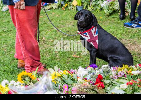 Londra, Regno Unito. 11th Set, 2022. Poppy porta un tributo intorno al suo collo - i pianti si riuniscono per vedere e depositare i fiori e tributi in Green Park - la regina Elisabetta il secondo è morto 8th settembre nel suo anno di Jubillee platino al castello di Balmoral. Credit: Guy Bell/Alamy Live News Foto Stock