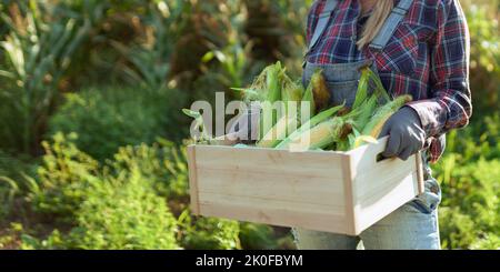 Donna giardiniere raccoglie il mais nel giardino estivo. Raccolta di verdure sulla fattoria. Cibo biologico sano Foto Stock