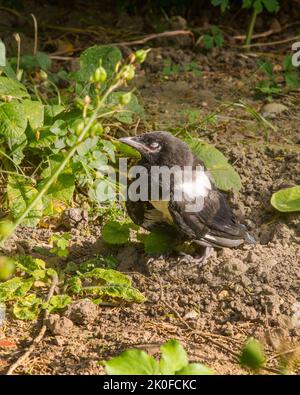 Una Magpie eurasiatica (Pica Pica) che si trova in un giardino suburbano nel sud dell'Inghilterra. Foto Stock