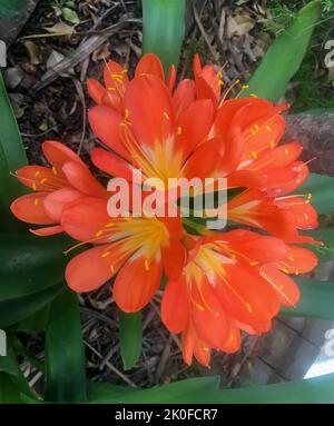 Fiori di arance di una clivia miniata Foto Stock