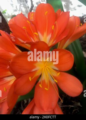 Fiori di arance di una clivia miniata Foto Stock