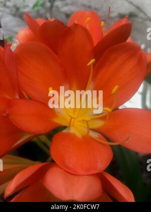 Fiori di arance di una clivia miniata Foto Stock