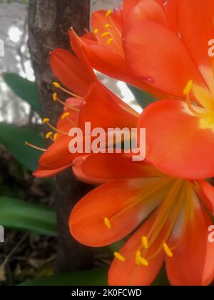 Fiori di arance di una clivia miniata Foto Stock