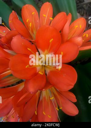Fiori di arance di una clivia miniata Foto Stock