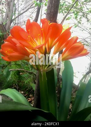 Fiori di arance di una clivia miniata Foto Stock
