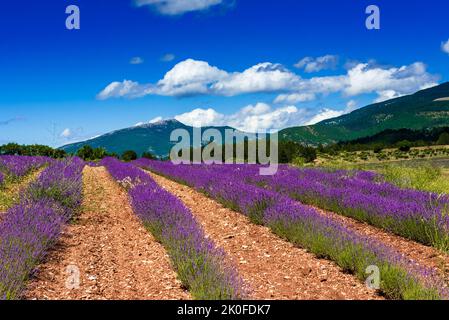 File di lavanda di fronte alle montagne Foto Stock
