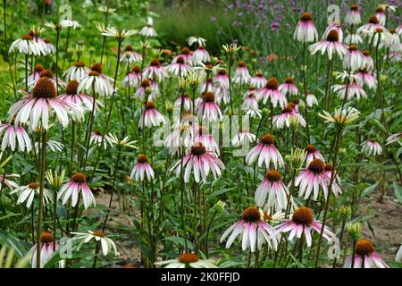 Echinacea pallida, fiore di cono, in fiore. Foto Stock