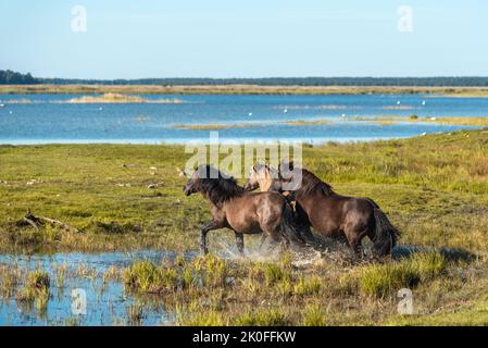 Tre cavalli semi-selvaggi konik polski corrono nell'acqua del parco naturale del lago Engure in Lettonia Foto Stock