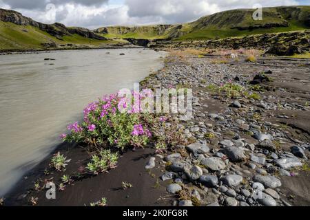 Piccolo pascolo rosa in fiore accanto a un fiume vicino a Kálfafell, Islanda Foto Stock