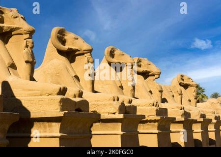 Avenue di Cryosphinx figure, Tempio di Karnak complessa, Sito Patrimonio Mondiale dell'UNESCO, Luxor, Egitto Foto Stock