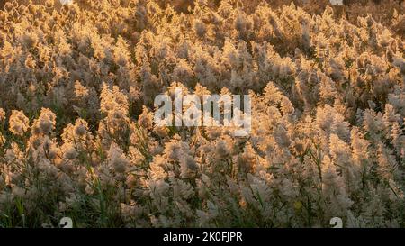 Erba di Pampas coltivata allo stagno di abu nakla in qatar. Foto Stock