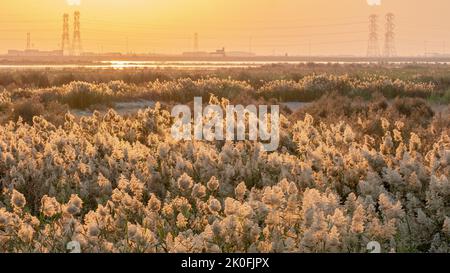 Erba di Pampas coltivata allo stagno di abu nakla in qatar. Foto Stock