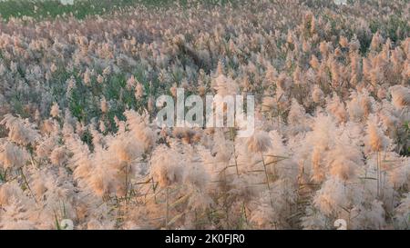 Erba di Pampas coltivata allo stagno di abu nakla in qatar. Foto Stock