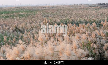 Erba di Pampas coltivata allo stagno di abu nakla in qatar. Foto Stock