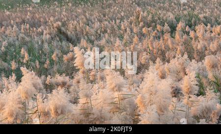 Erba di Pampas coltivata allo stagno di abu nakla in qatar. Foto Stock