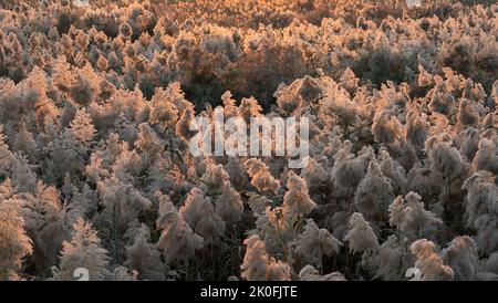 Erba di Pampas coltivata allo stagno di abu nakla in qatar. Foto Stock