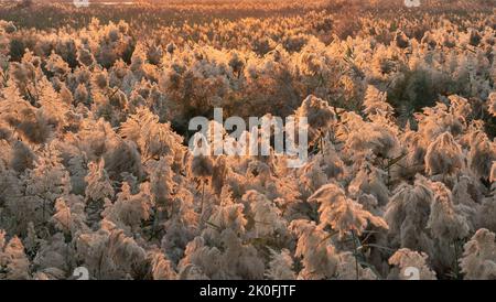 Erba di Pampas coltivata allo stagno di abu nakla in qatar. Foto Stock