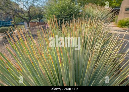 Primo piano di piante succulente sottili e spiazzate a Tucson, Arizona. Grandi piante succulente contro gli alberi e gli edifici sullo sfondo. Foto Stock