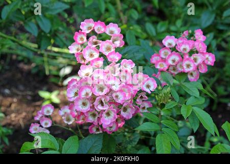 Rosa copertura macinata, tappeto profumato, in fiore. Foto Stock
