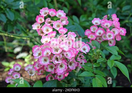 Rosa copertura macinata, tappeto profumato, in fiore. Foto Stock