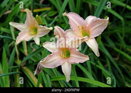Hemerocallis o giglio di giorno in fiore. Foto Stock