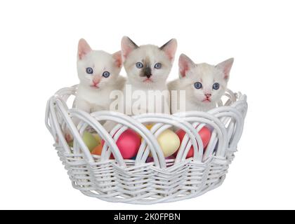 Tre piccoli gattini siamesi e bianchi in un cestino pasquale di vimini bianco pieno di colorate uova di Pasqua, isolato su bianco. Gattini che guardano lo spettatore. Foto Stock