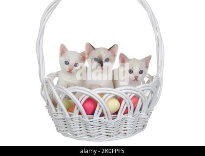 Tre piccoli gattini siamesi e bianchi in un cestino pasquale di vimini bianco pieno di colorate uova di Pasqua, isolato su bianco. Gattini che guardano lo spettatore. Foto Stock