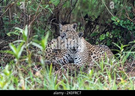 Jaguar, Panthera onca, due individui nella vegetazione lungofiume, Pantanal, Brasile Foto Stock