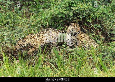 Jaguar, Panthera onca, due individui nella vegetazione lungofiume, Pantanal, Brasile Foto Stock