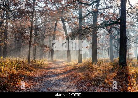 Splendidi raggi di sole nel parco di nebbia autunnale Foto Stock