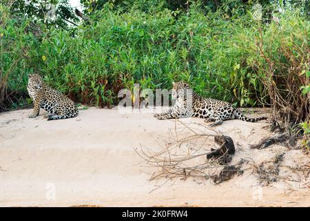 Jaguar, Panthera onca, due adulti che riposano sulla spiaggia di Snad, Pantanal, Brasile Foto Stock