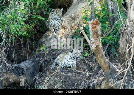 Jaguar, Panthera onca, due individui nella vegetazione lungofiume, Pantanal, Brasile Foto Stock