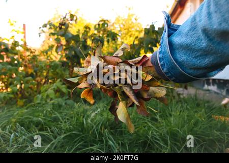 Defocus closeup femmina mano che tiene foglie asciutte. Rastrelli volontari e afferra un piccolo mucchio di foglie gialle cadute nel parco autunnale. Pulizia del prato f Foto Stock