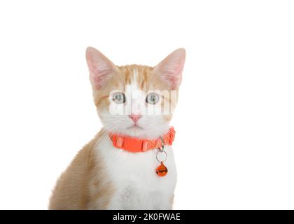 Primo piano ritratto di un adorabile gattino arancione e bianco con occhi di nocciolo, indossando un colletto arancione con campana guardando lo spettatore. Isolato su whit Foto Stock