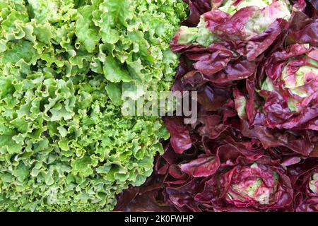 Primo piano su mucchi di verdure verdi e viola da insalata, lattuga e cavoli in vendita al mercato agricolo. Foto Stock
