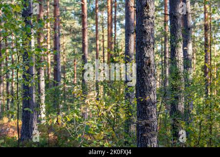 Paesaggio naturale nel parco nazionale di Nuuksio in Finlandia Foto Stock