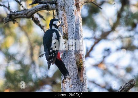 Woodpecker nel parco nazionale di Nuuksio, Finlandia Foto Stock