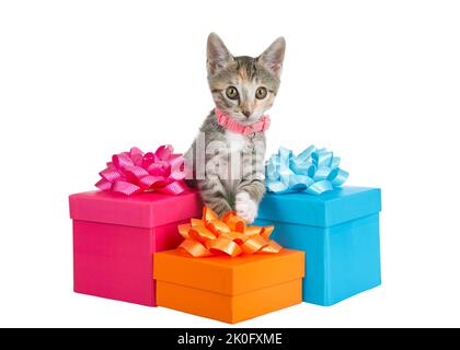 Adorabile tabby calico mix gattino indossando un colletto rosa con campana guardando direttamente lo spettatore, raggiungendo oltre colorati regali di compleanno, isolato Foto Stock