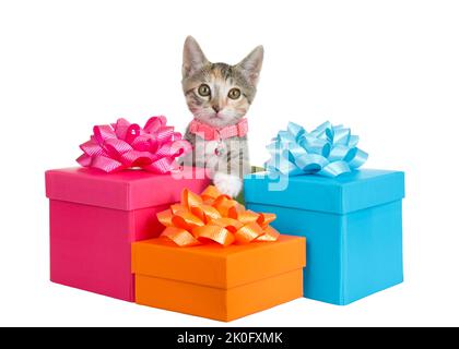 Adorabile tabby calico mix gattino indossando un colletto rosa con campana guardando direttamente lo spettatore, raggiungendo oltre colorati regali di compleanno, isolato Foto Stock