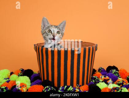 Ritratto di un adorabile gattino Tabby Calico misto che indossa un colletto nero che sbircia da un cesto di Halloween a righe arancioni e nere. Guardando su meowing Foto Stock