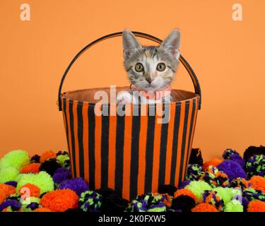 Ritratto di un adorabile gattino Tabby Calico misto che indossa un colletto arancione che sbircia da un cesto di Halloween a righe arancioni e nere. Filato colorato ba Foto Stock